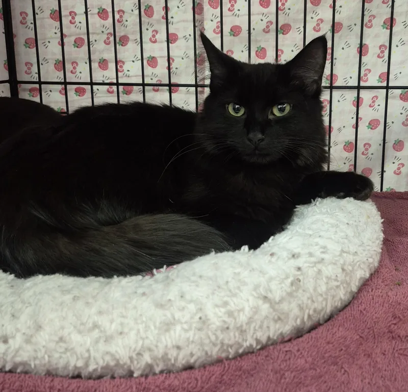 A young medium-sized female Black Domestic Medium Hair cat named Catti Labelle for adoption in Albuquerque, NM