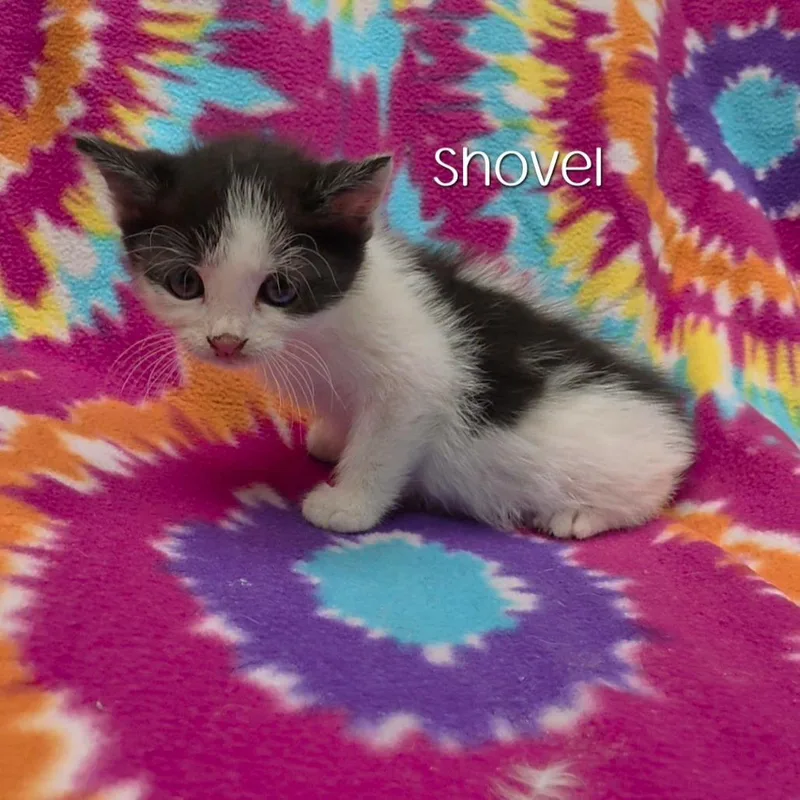 A baby small-sized male Domestic Short Hair cat named Shovel for adoption in Parkersburg, WV