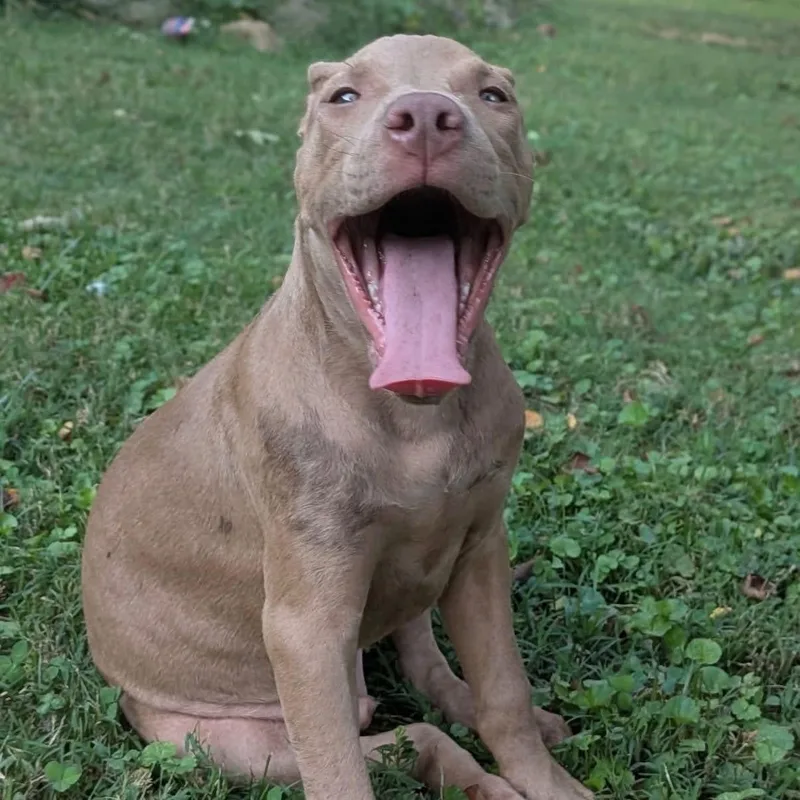 Harvey