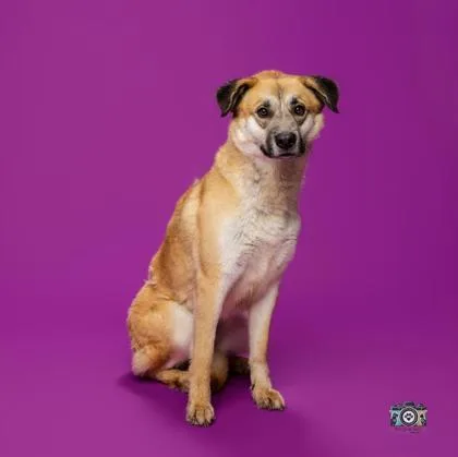 An adult large-sized female Brown / Chocolate Mixed Breed dog named Gyro for adoption in El Paso, TX