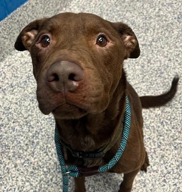 An adult medium-sized male Pit Bull Terrier dog named Jax for adoption in Golden, CO