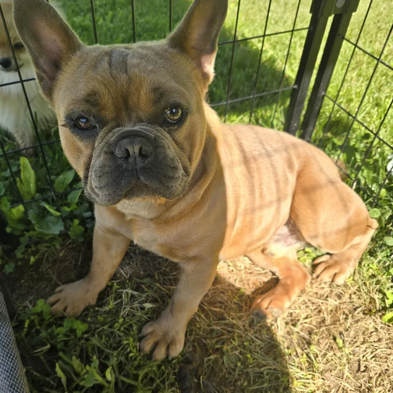 Frankie