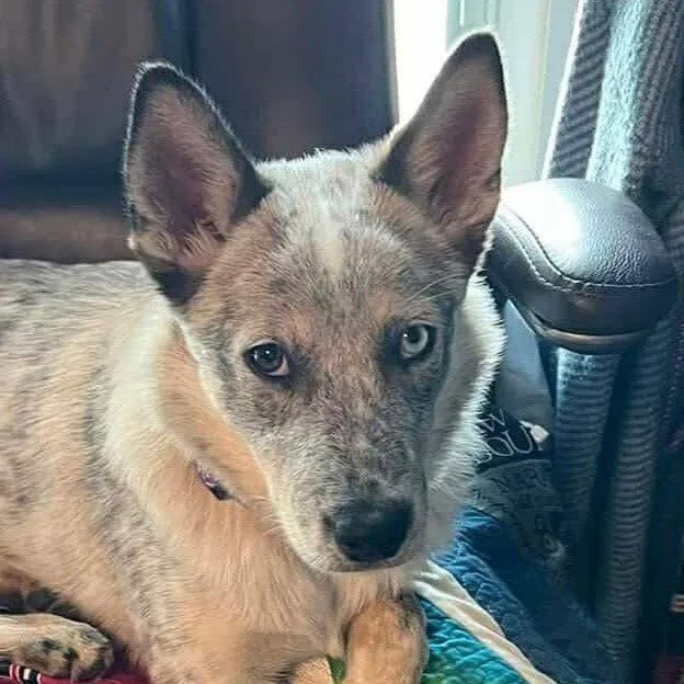 Lucyfurr thumbnail 2