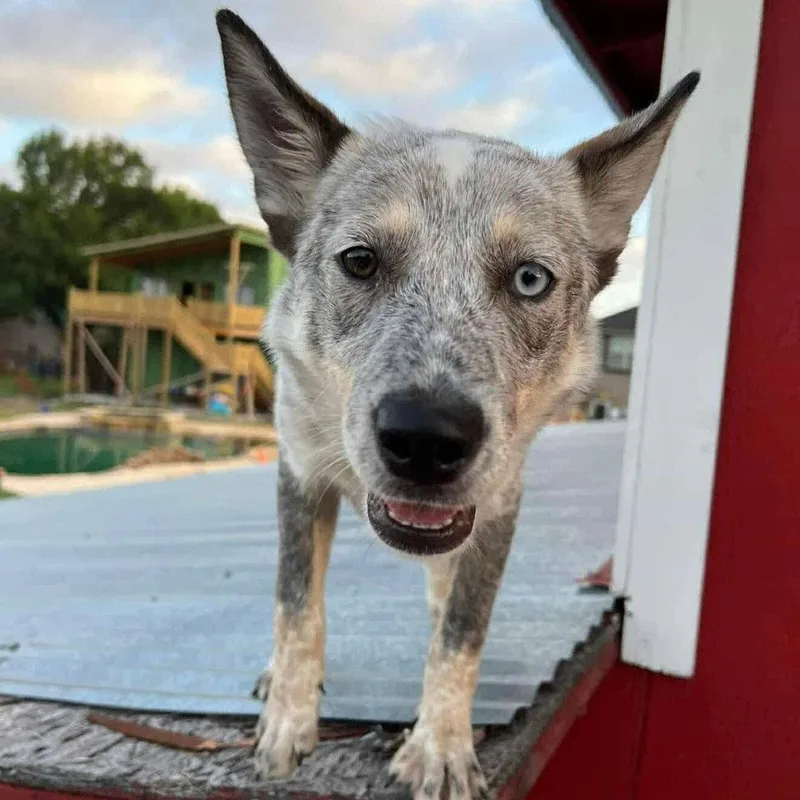 Lucyfurr thumbnail 3