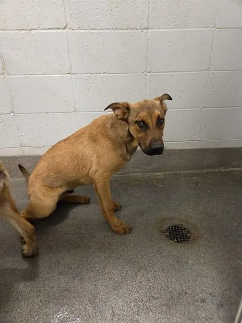 A young medium-sized male German Shepherd Dog dog named Topaz for adoption in Huntsville, AL