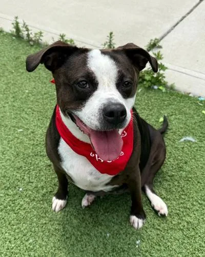 An adult medium-sized female Boston Terrier dog named Josie for adoption in Long Beach, NY