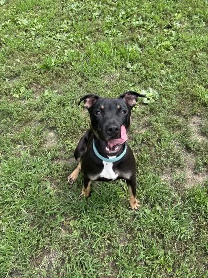 A young medium-sized male Black Pit Bull Terrier dog named Buzz for adoption in Lafayette, IN