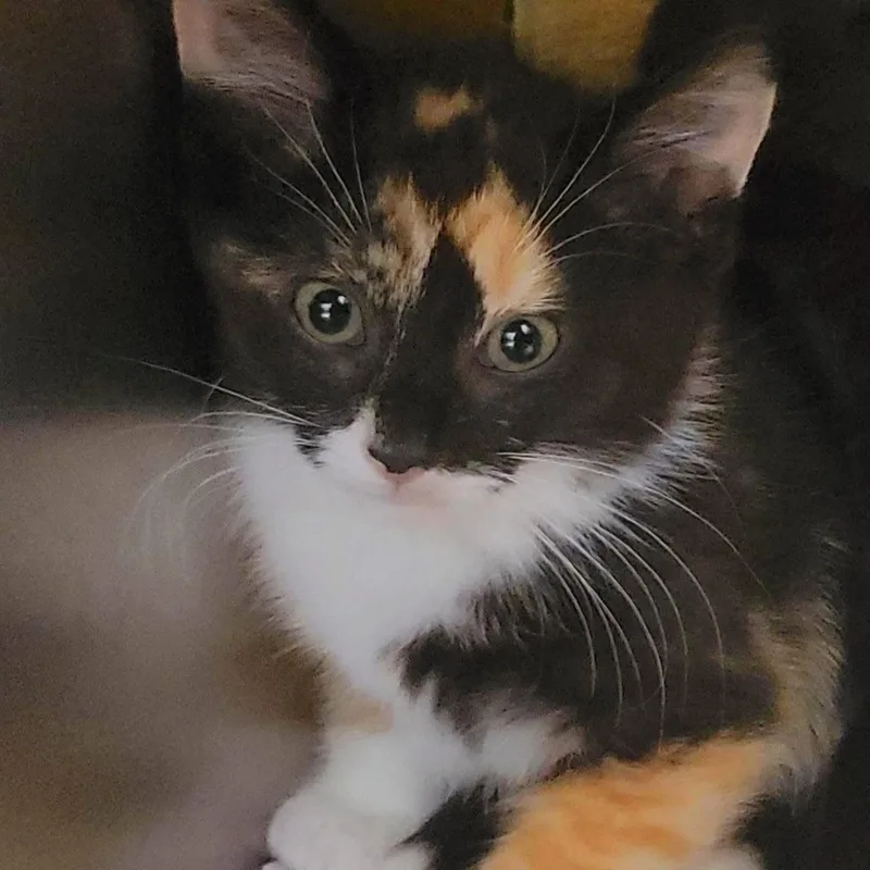 A baby medium-sized female Black Domestic Short Hair cat named Magma for adoption in Plover, WI
