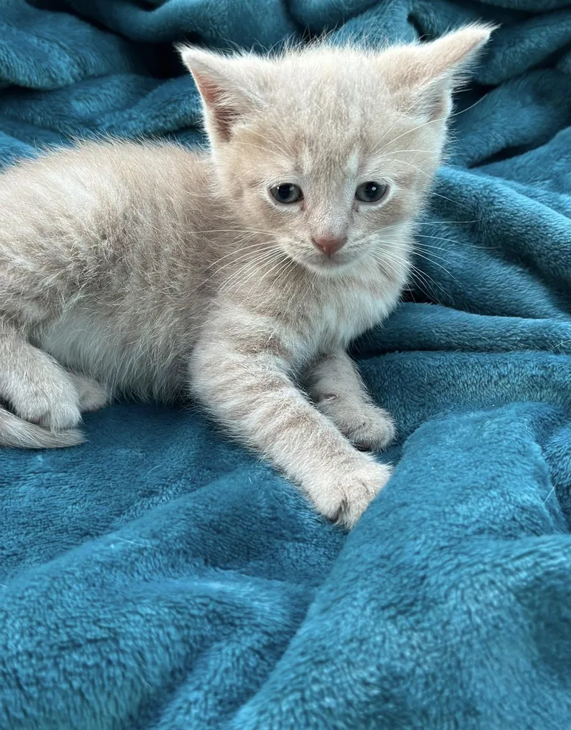A baby large-sized male Domestic Medium Hair cat named Marvin for adoption in toledo, OH