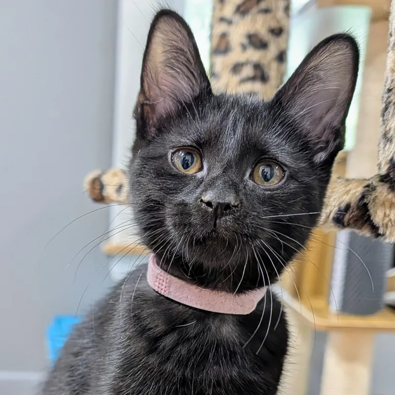 A young medium-sized female Domestic Short Hair cat named Jelly Bean for adoption in Honeoye, NY