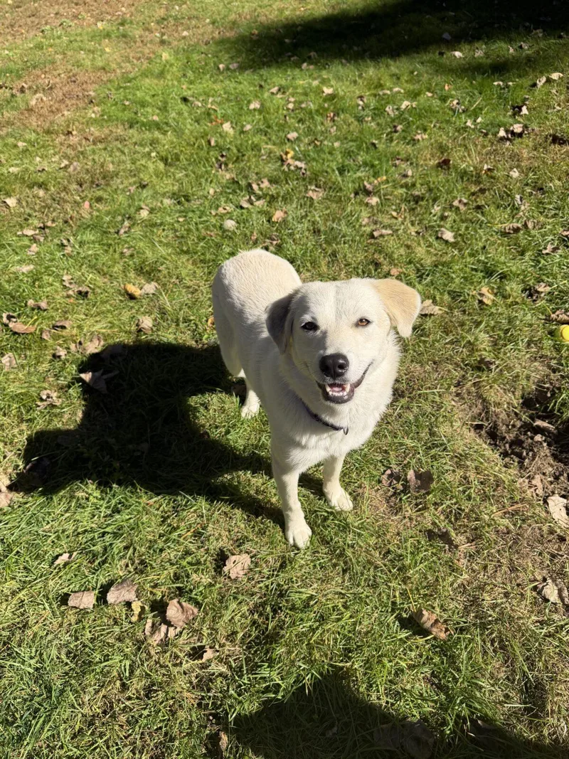 An adult medium-sized female White / Cream Great Pyrenees dog named Peppermint Patty for adoption in Hudson, MA