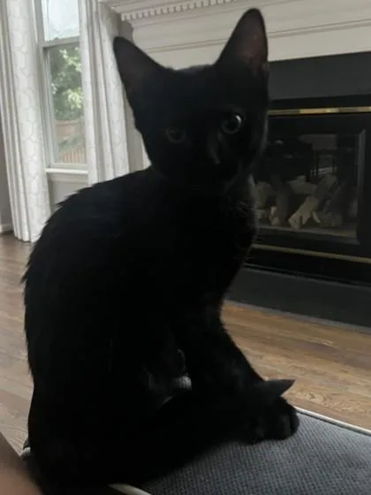A baby small-sized male Domestic Short Hair cat named Ayla for adoption in Fairfax, VA
