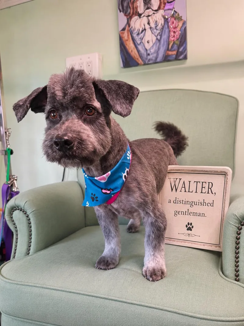 Walter thumbnail 5