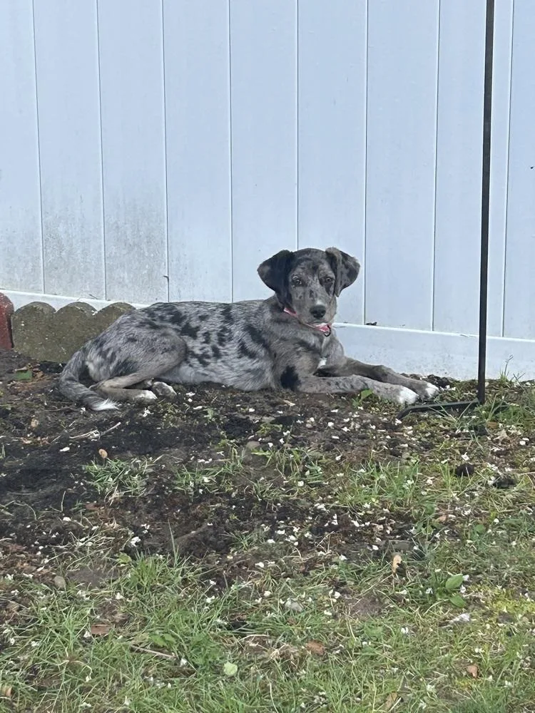 A baby medium-sized female Catahoula Leopard Dog dog named Mia for adoption in Willingboro, NJ