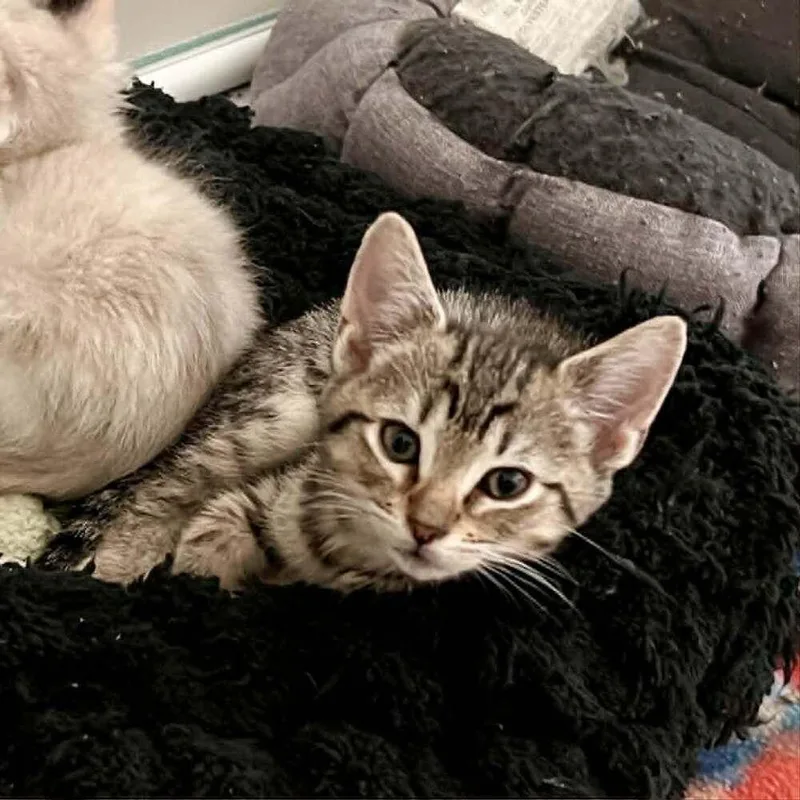 A baby medium-sized male Domestic Short Hair cat named Empanada for adoption in Candler, NC