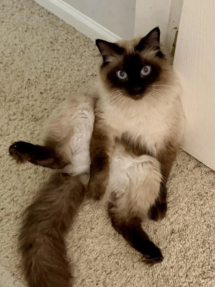 An adult medium-sized male Buff / Tan / Fawn Siamese cat named Tinkerbell for adoption in Chicago, IL