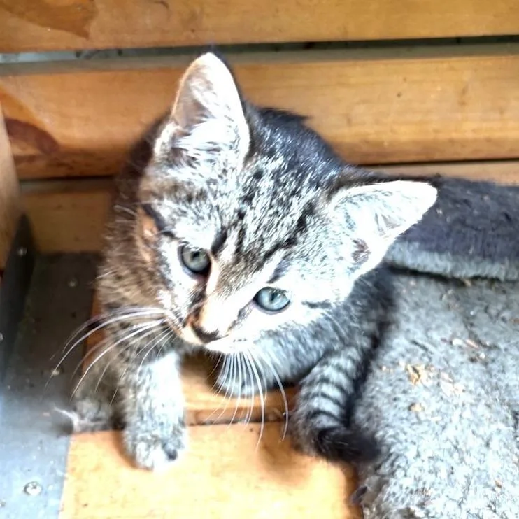 A baby small-sized female Gray / Blue / Silver Domestic Short Hair cat named Nutty Siblings Cashew for adoption in Washington, DC