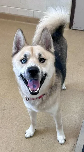 A young medium-sized male Siberian Husky dog named Capt. Sunshine for adoption in Derwood, MD
