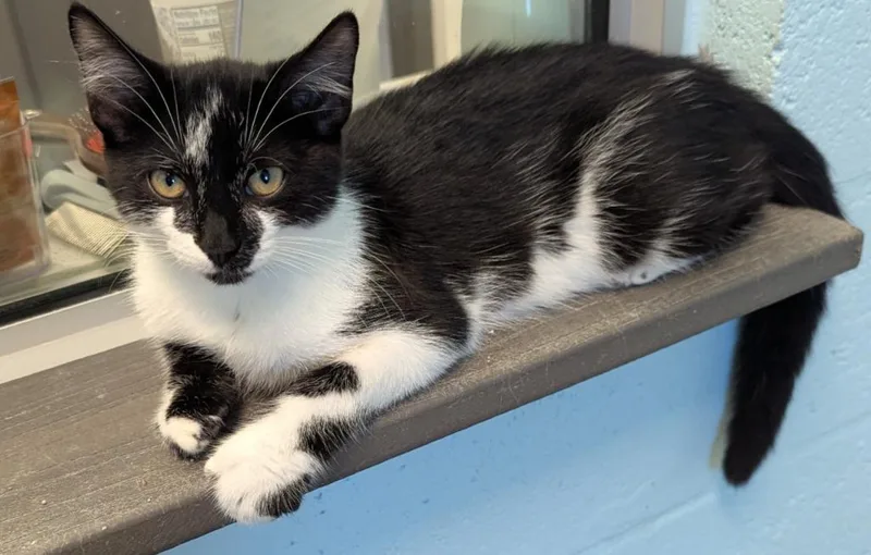 A baby small-sized male Domestic Short Hair cat named Eclair for adoption in Cape Coral, FL