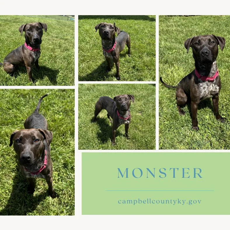 An adult medium-sized female Brown / Chocolate Mixed Breed dog named Monster for adoption in Melbourne, KY