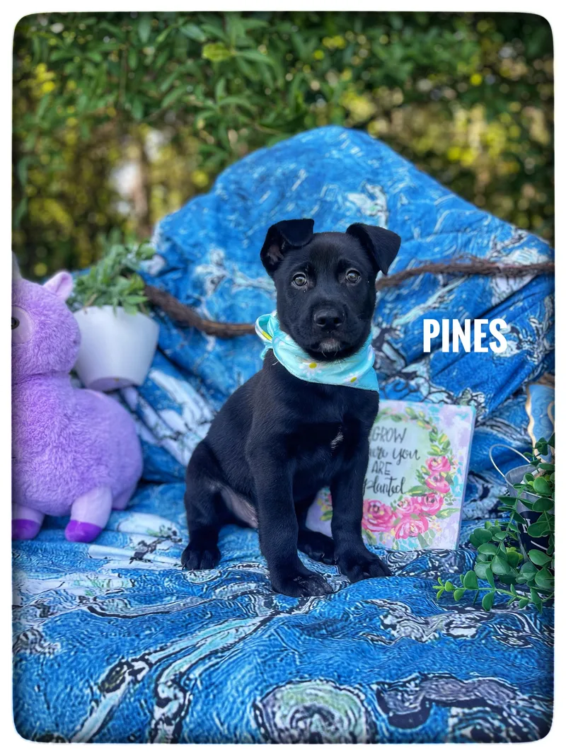 A baby medium-sized male Labrador Retriever dog named Pines for adoption in Sebring, FL