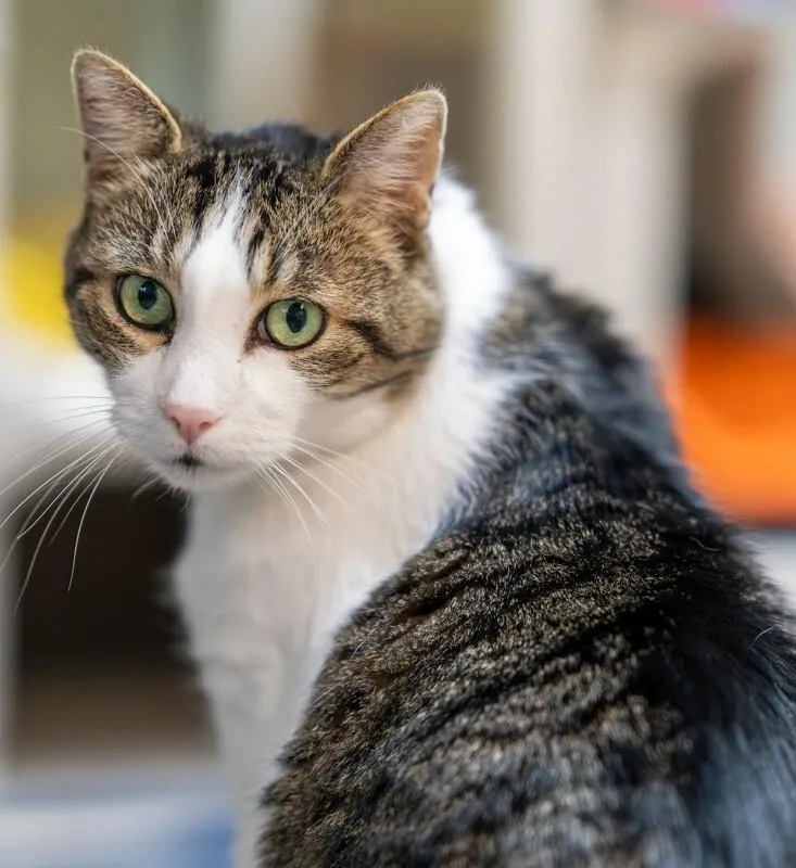 A senior medium-sized male Tabby (Gray / Blue / Silver) Domestic Short Hair cat named Bobbie for adoption in Arlington, WA