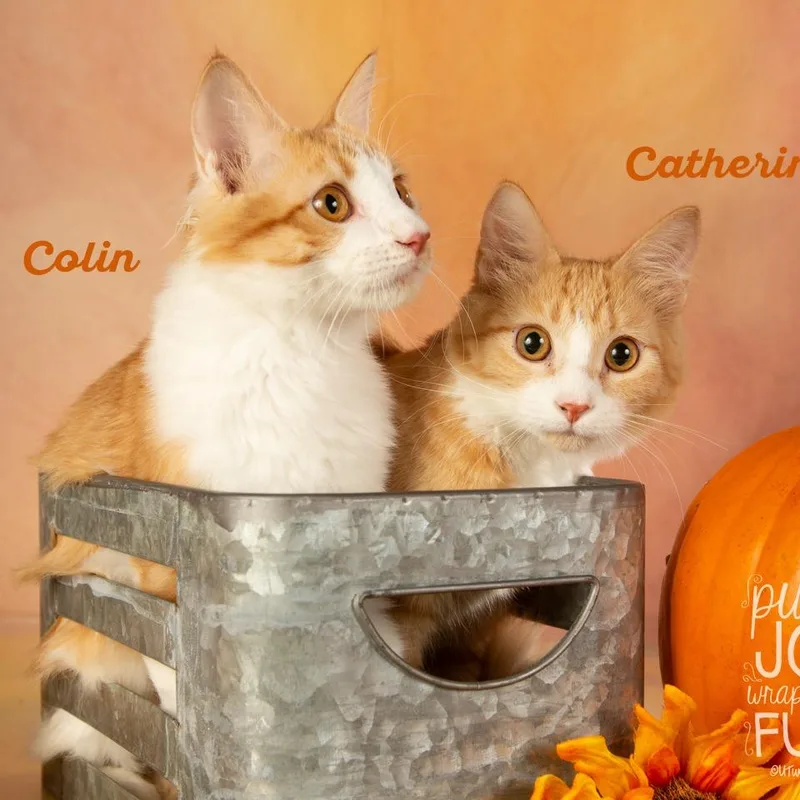 A young small-sized female Orange / Red Domestic Short Hair cat named Kathryn for adoption in Springfield, MO