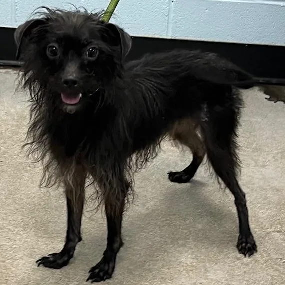An adult small-sized male Black Terrier dog named Finn for adoption in Albany, NY