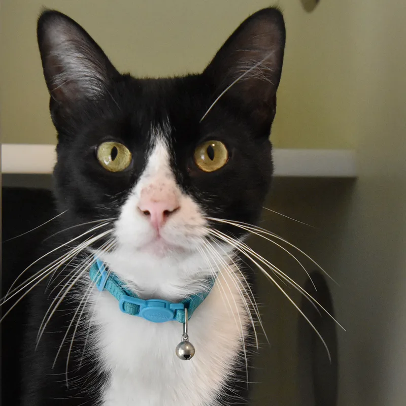 An adult extra large-sized male Domestic Short Hair cat named Notsolittle Ricky for adoption in Victor, NY