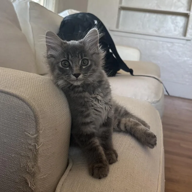 A baby small-sized female Gray / Blue / Silver Domestic Medium Hair cat named Unicorn for adoption in Fort Collins, CO