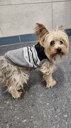 An adult small-sized male Yorkshire Terrier dog named Domino for adoption in Scotia, NY