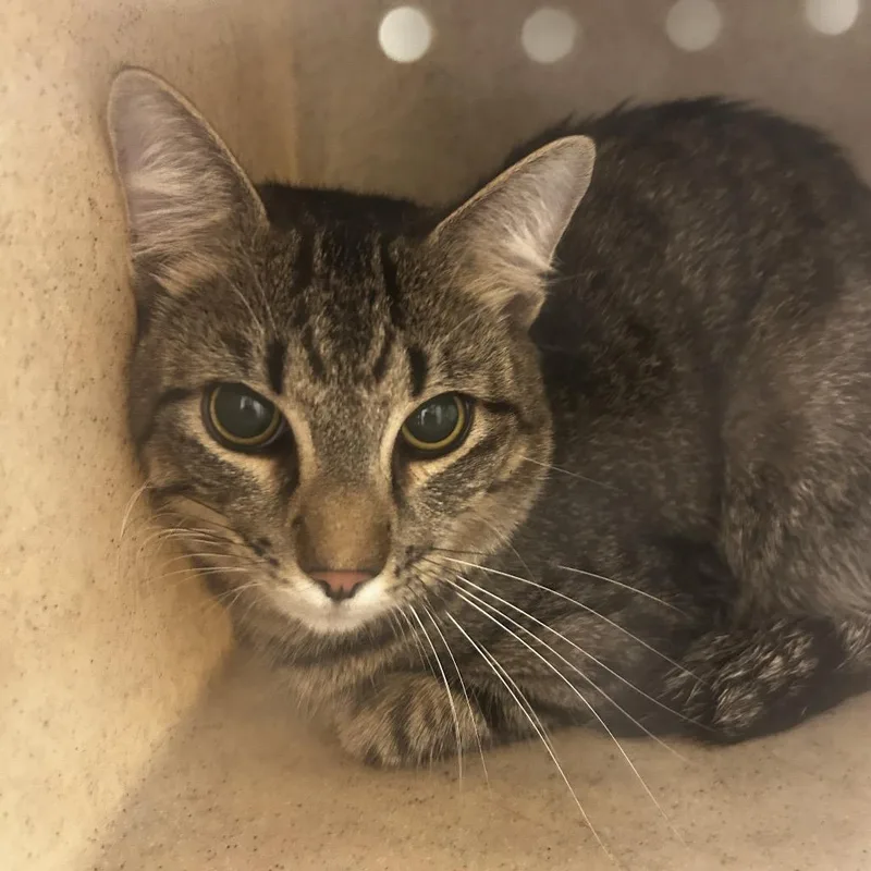 An adult medium-sized male Black Domestic Short Hair cat named Skipper for adoption in Philadelphia, PA