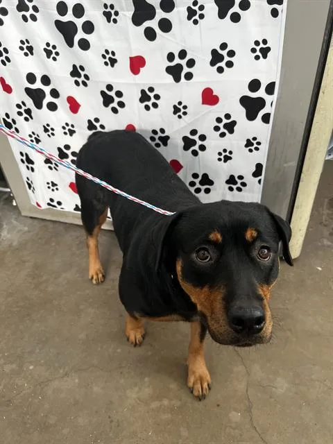 An adult large-sized female Mixed Breed dog named Paola for adoption in Dallas, TX