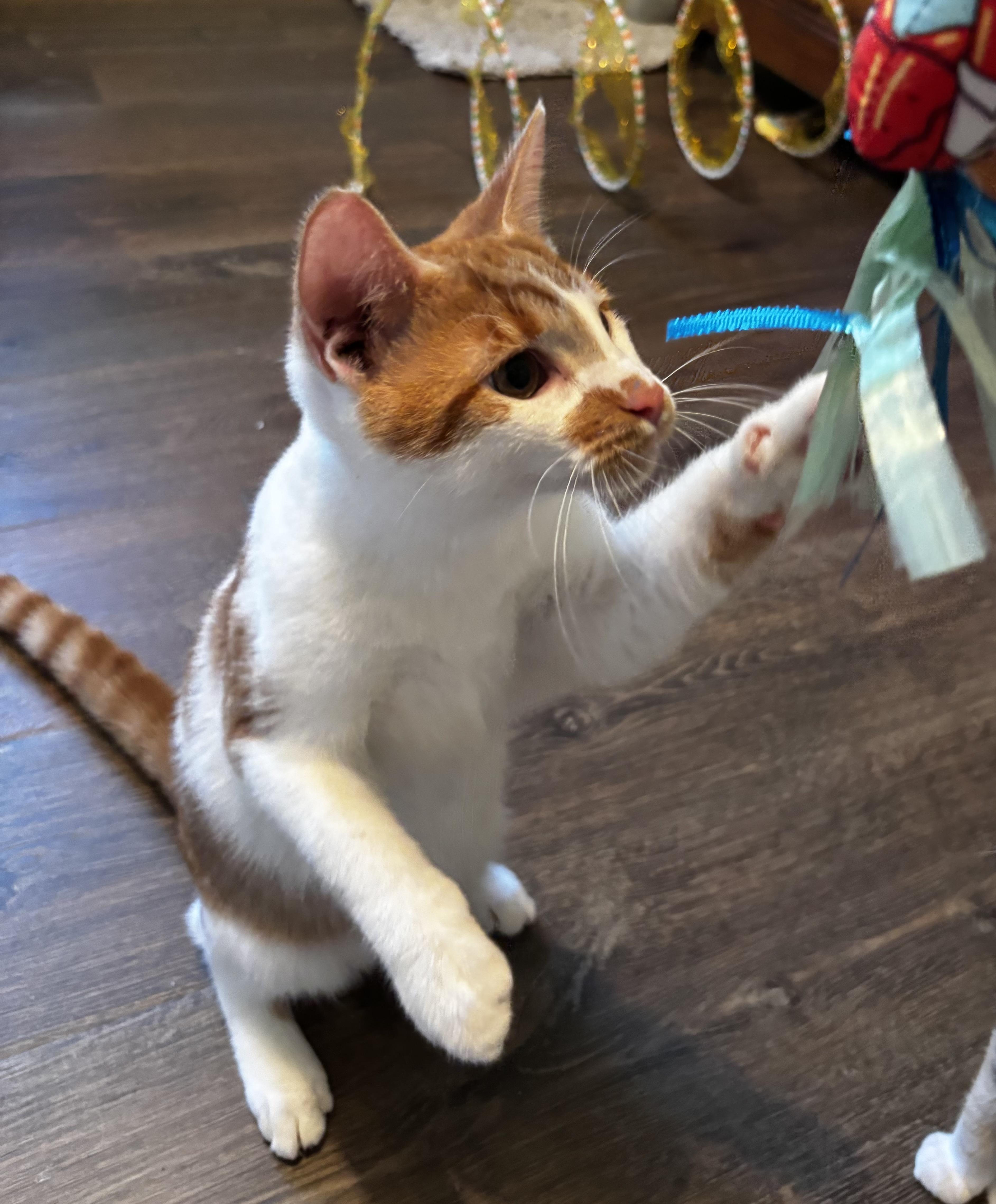A young medium-sized male Domestic Medium Hair cat named David  Athens GA for adoption in Greensboro, GA