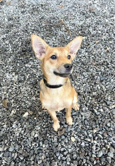 A young small-sized female Australian Shepherd dog named Hunny Bunny for adoption in Mocksville, NC