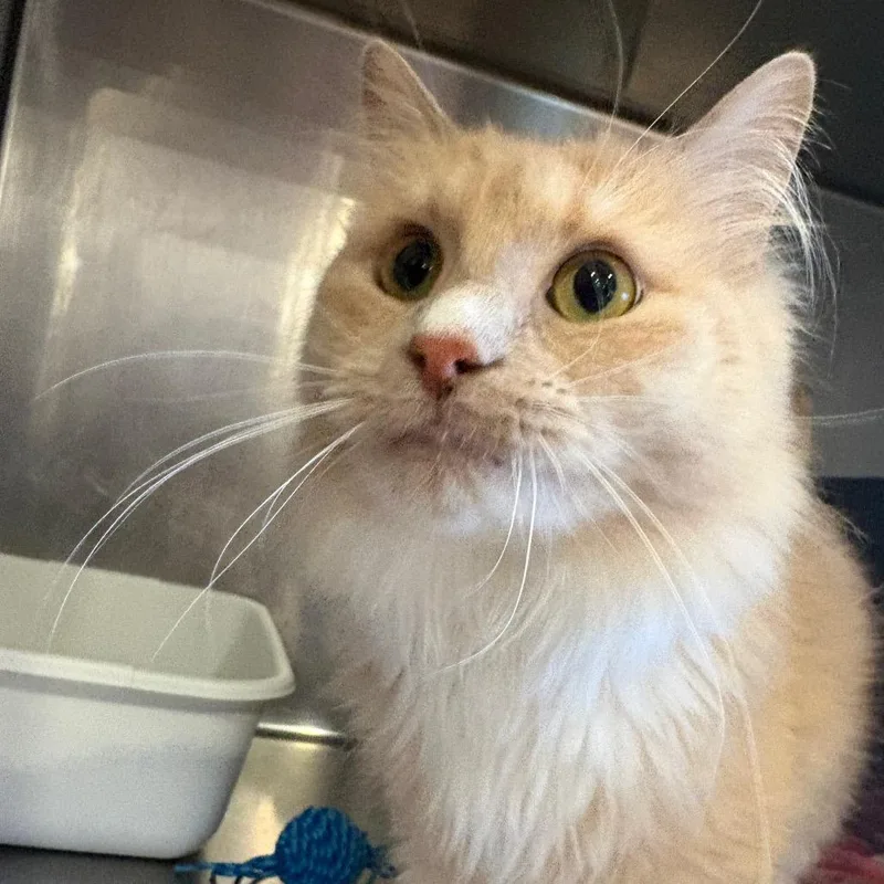 An adult large-sized male Orange / Red Domestic Long Hair cat named Squash for adoption in Spokane, WA