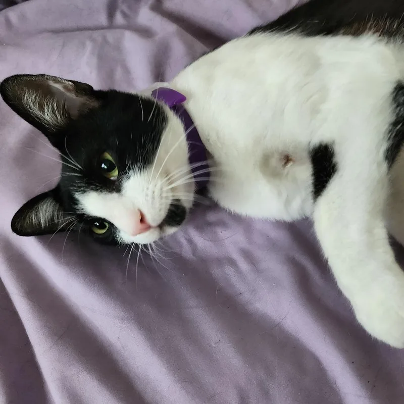 A young small-sized male Black Domestic Short Hair cat named Chauncey for adoption in Los Angeles, CA