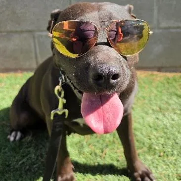 An adult medium-sized female Pit Bull Terrier dog named Tinkerbell for adoption in Fort Collins, CO