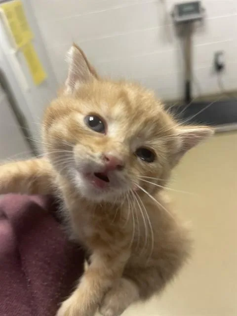 A baby small-sized female Domestic Short Hair cat named Rowling for adoption in Easton, MD