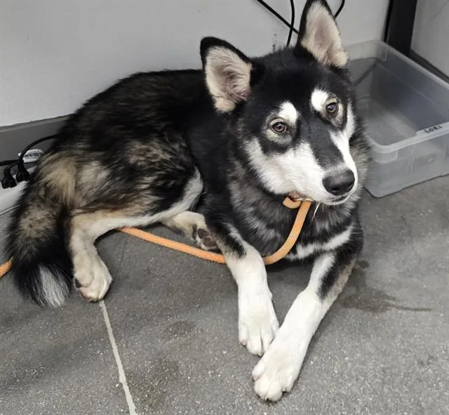 An adult large-sized male Siberian Husky dog named Sebastian for adoption in Mesa, AZ