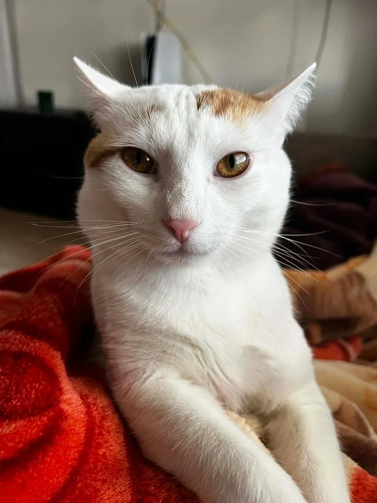 A baby medium-sized male Domestic Short Hair cat named Oscar for adoption in Darien, GA