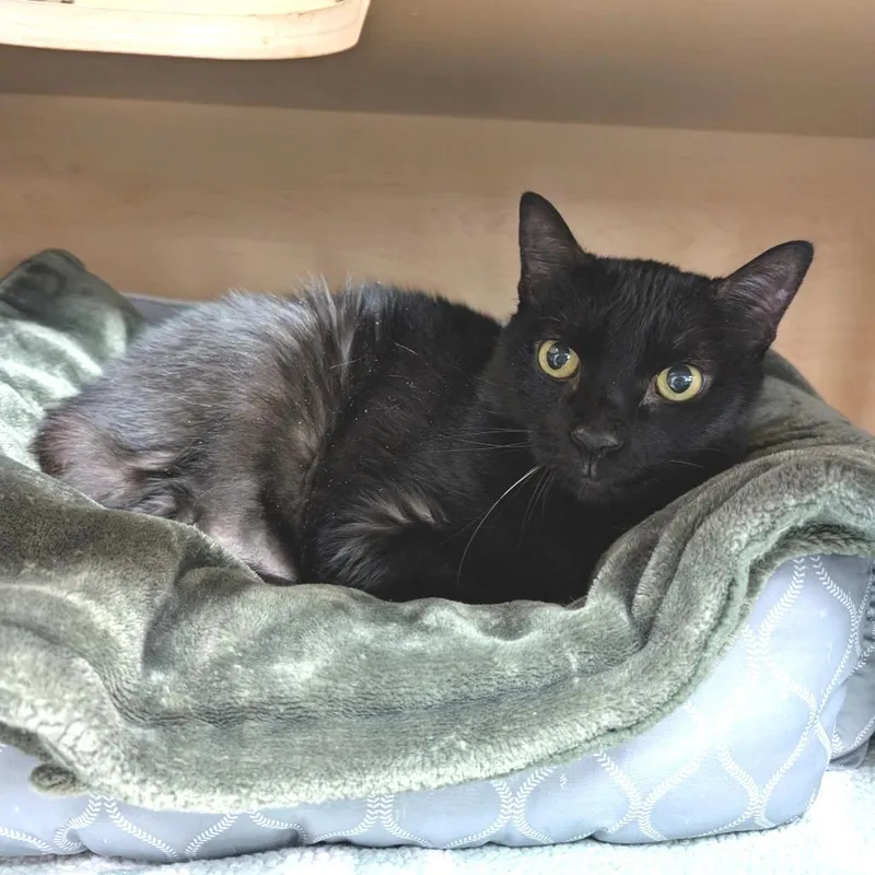 A senior extra large-sized male Black Domestic Short Hair cat named Leo for adoption in Brookfield, WI