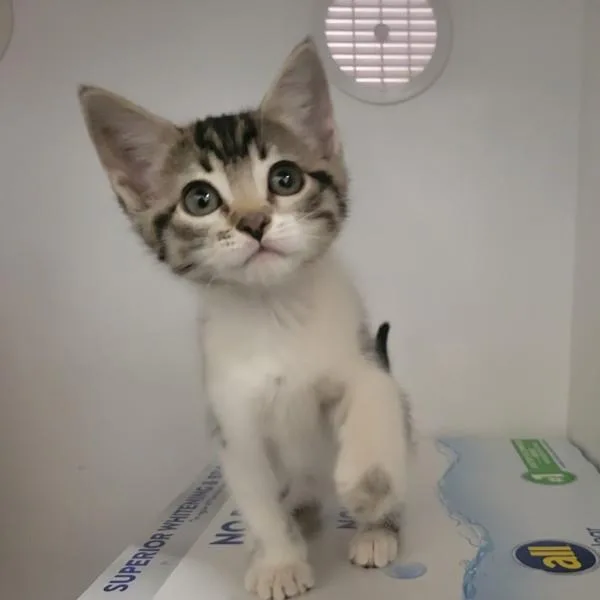 A baby small-sized female Domestic Short Hair cat named Luci for adoption in Oceanside, CA
