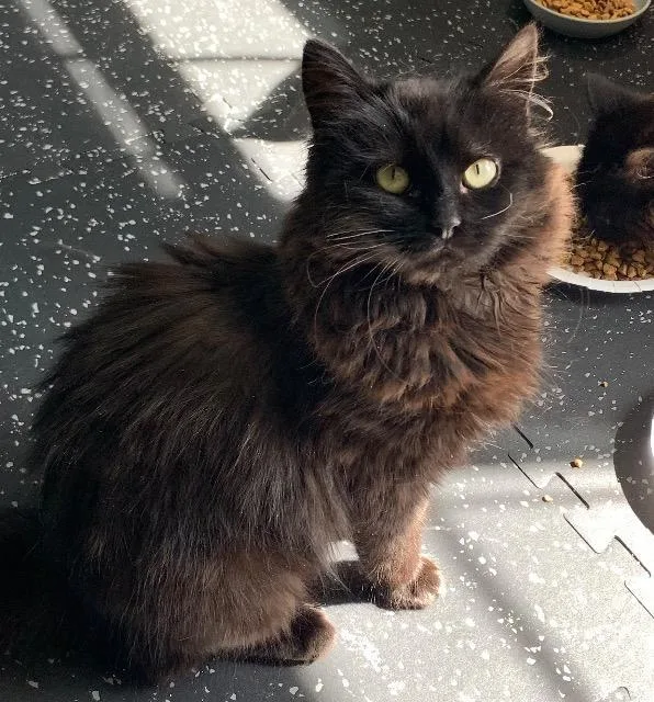 A baby medium-sized female Domestic Long Hair cat named Sunflower for adoption in Pawtucket, RI
