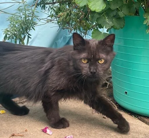 A baby small-sized male Domestic Short Hair cat named Wisdom for adoption in Lunenburg, MA