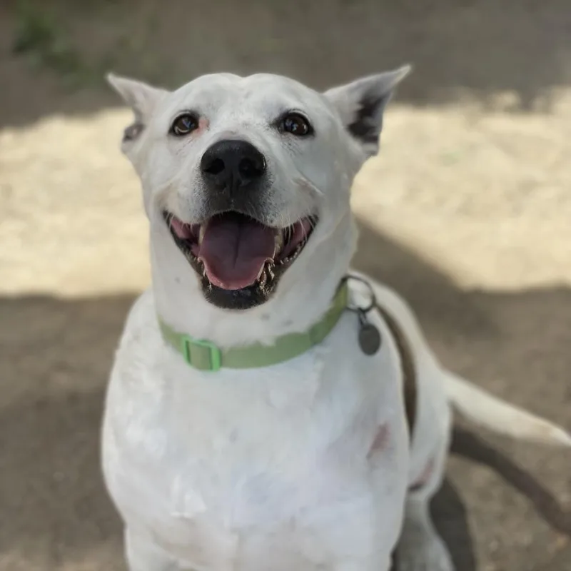 An adult medium-sized female White / Cream Cattle Dog dog named Madeline for adoption in Riverside, CA