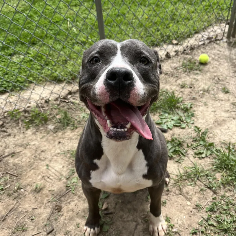 An adult medium-sized female American Staffordshire Terrier dog named Nova for adoption in Godfrey, IL