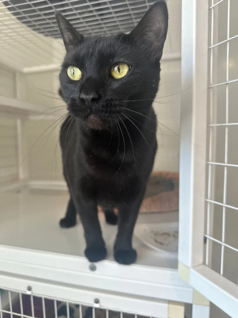 A young medium-sized female Black Domestic Short Hair cat named Andrea for adoption in Clifton, NJ