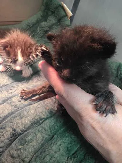 A baby small-sized male Domestic Short Hair cat named Milkweed for adoption in Sevierville, TN