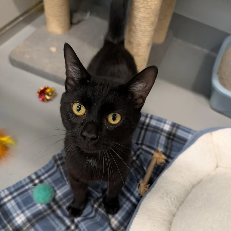 An adult medium-sized male Black Domestic Short Hair cat named Cc for adoption in Cape Girardeau, MO